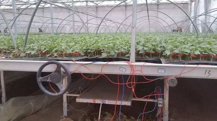 石墨烯远红外电暖在蔬菜集约化育苗中的应用初探与前景分析